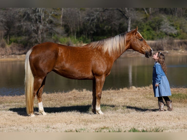 American Quarter Horse Mare 9 years 15.1 hh Palomino in Forney