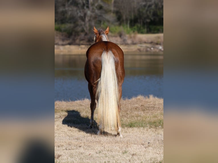American Quarter Horse Mare 9 years 15.1 hh Palomino in Forney