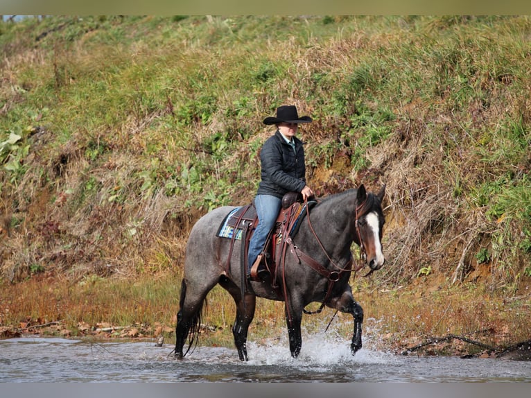 American Quarter Horse Mare 9 years 15.1 hh Roan-Blue in Clarion