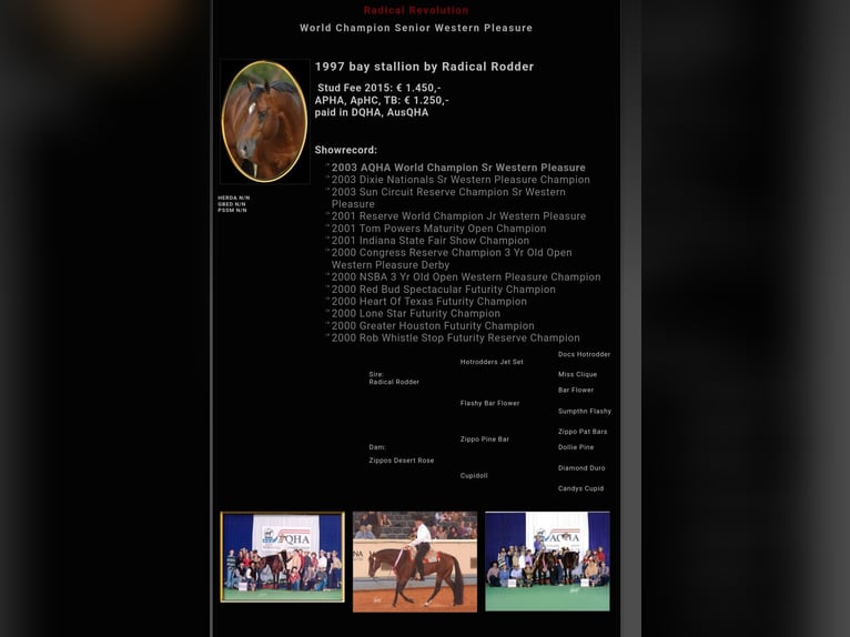 American Quarter Horse Mare 9 years 15,2 hh Brown in Kirchbichl