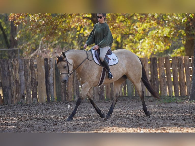 American Quarter Horse Mare 9 years 15,2 hh Buckskin in Terrell