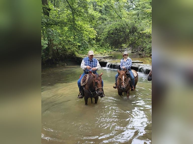 American Quarter Horse Mare 9 years 15 hh Bay in Henderson KY