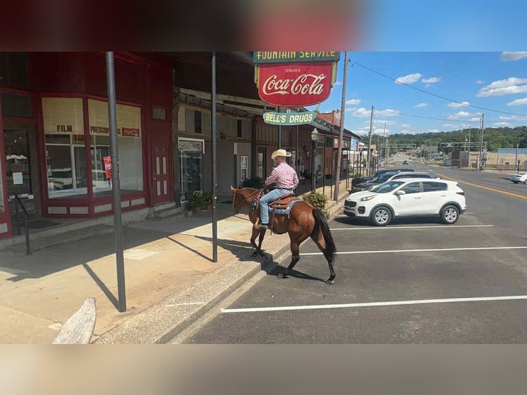 American Quarter Horse Mare 9 years 15 hh Bay in Henderson KY