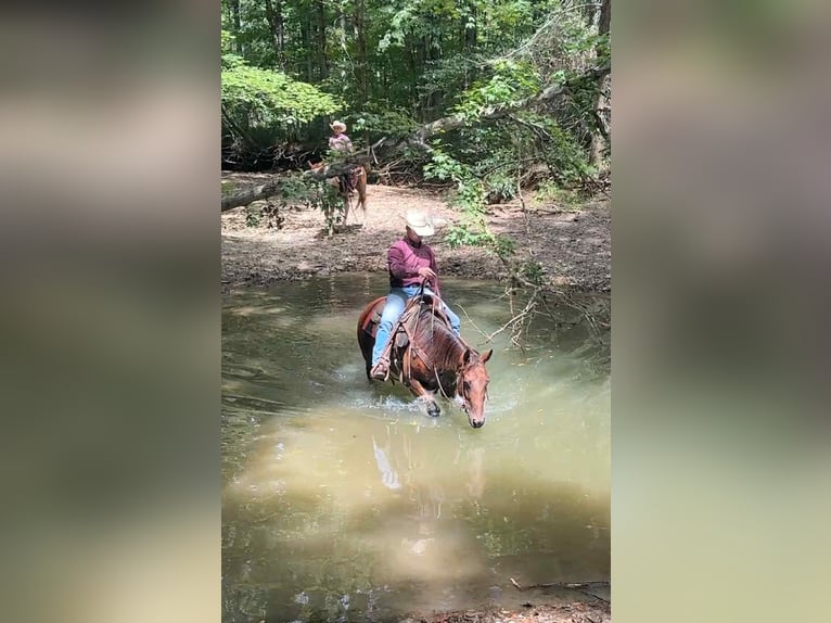 American Quarter Horse Mare 9 years 15 hh Bay in Henderson KY