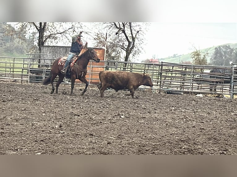 American Quarter Horse Mare 9 years 15 hh Bay in Paicines CA