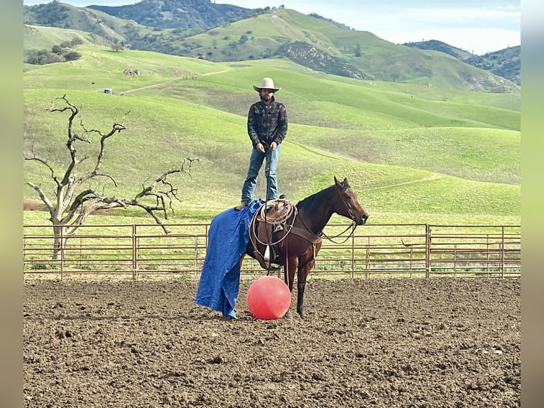 American Quarter Horse Mare 9 years 15 hh Bay in Paicines CA