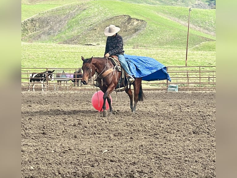 American Quarter Horse Mare 9 years 15 hh Bay in Paicines CA
