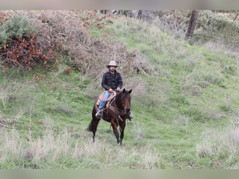 American Quarter Horse Mare 9 years 15 hh Bay in Paicines CA