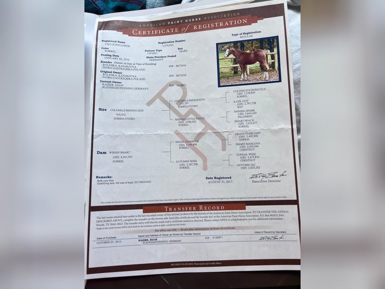 American Quarter Horse Mare 9 years 15 hh Brown in Holzkirchen