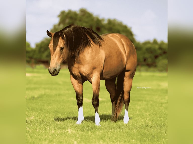American Quarter Horse Mare 9 years 15 hh Buckskin in Weatherford