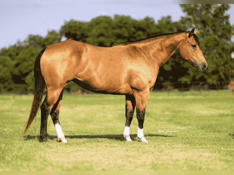 American Quarter Horse Mare 9 years 15 hh Buckskin in Weatherford