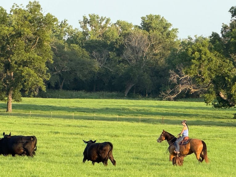 American Quarter Horse Mare 9 years 15 hh Buckskin in Weatherford