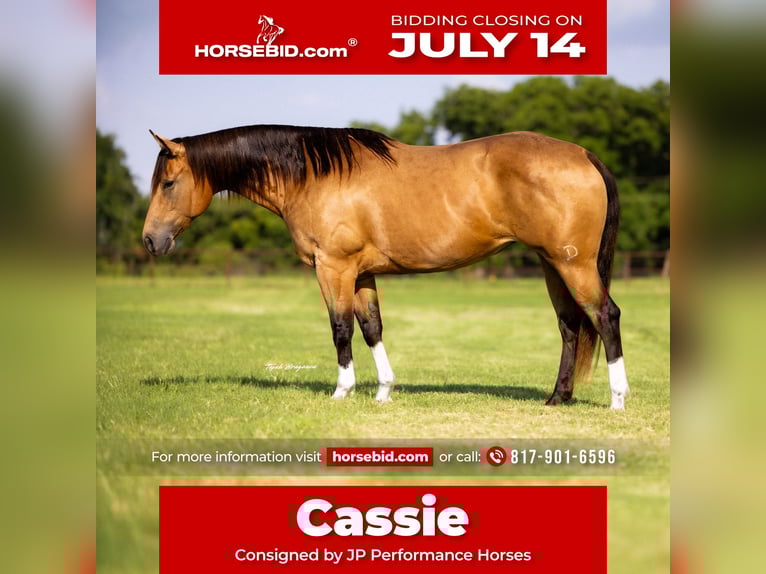 American Quarter Horse Mare 9 years 15 hh Buckskin in Weatherford