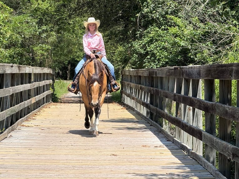 American Quarter Horse Mare 9 years 15 hh Buckskin in Weatherford