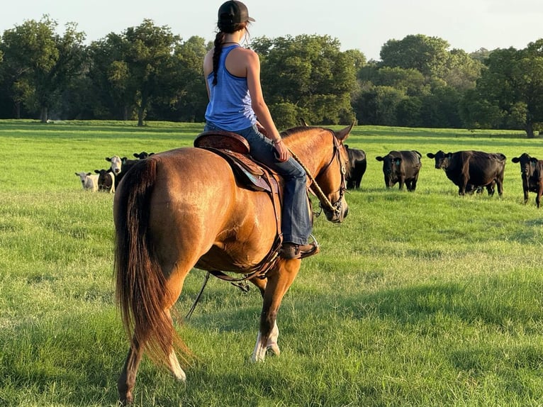 American Quarter Horse Mare 9 years 15 hh Buckskin in Weatherford