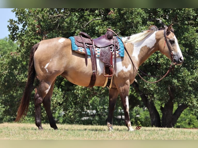 American Quarter Horse Mare 9 years 15 hh Buckskin in Jacksboro, TX