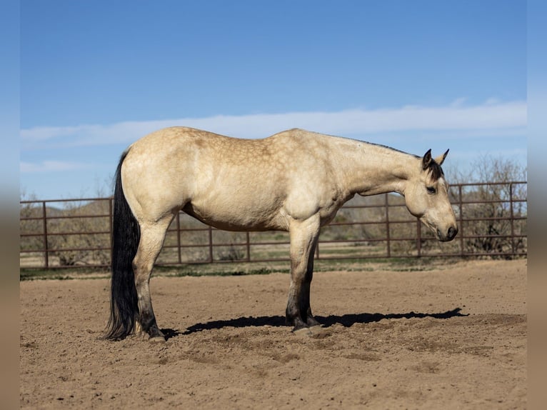 American Quarter Horse Mare 9 years 15 hh Buckskin in Wickenburg