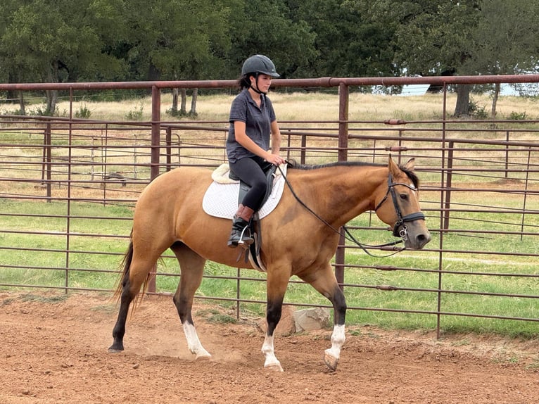 American Quarter Horse Mare 9 years 15 hh Buckskin in Weatherford