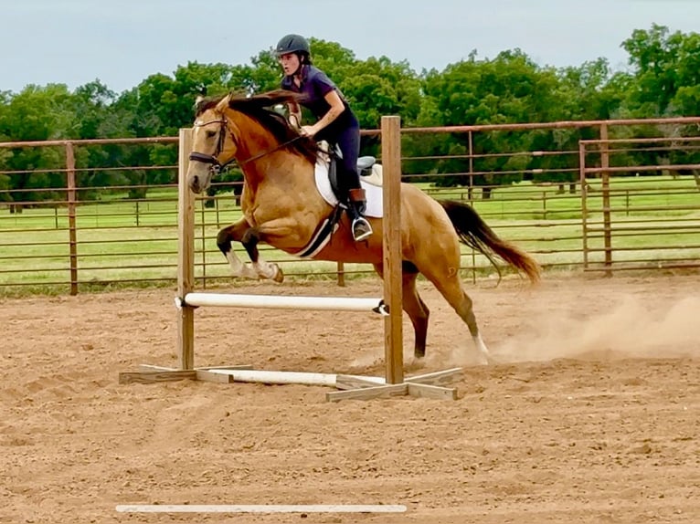 American Quarter Horse Mare 9 years 15 hh Buckskin in Weatherford