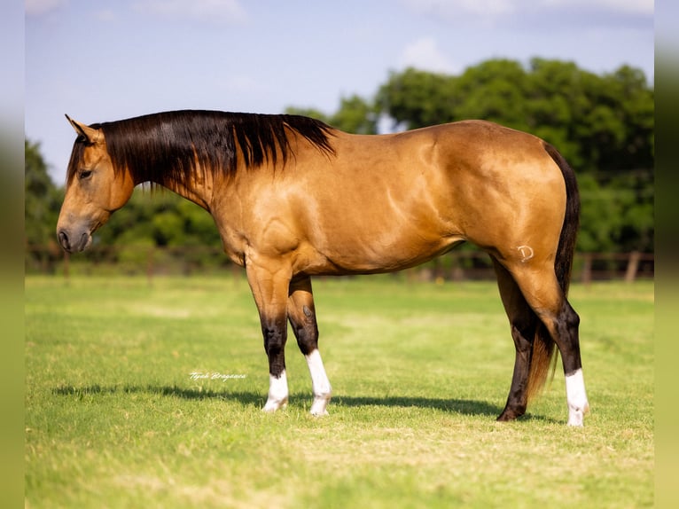 American Quarter Horse Mare 9 years 15 hh Buckskin in Weatherford