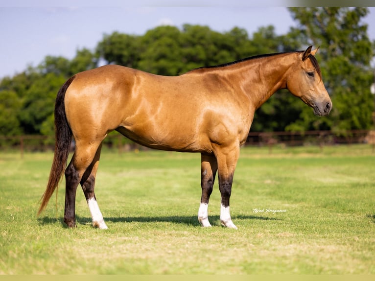 American Quarter Horse Mare 9 years 15 hh Buckskin in Weatherford