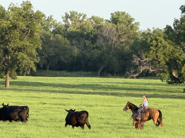 American Quarter Horse Mare 9 years 15 hh Buckskin in Weatherford