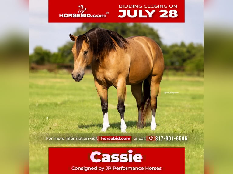 American Quarter Horse Mare 9 years 15 hh Buckskin in Weatherford