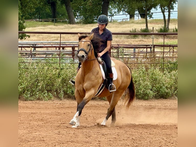 American Quarter Horse Mare 9 years 15 hh Buckskin in Weatherford