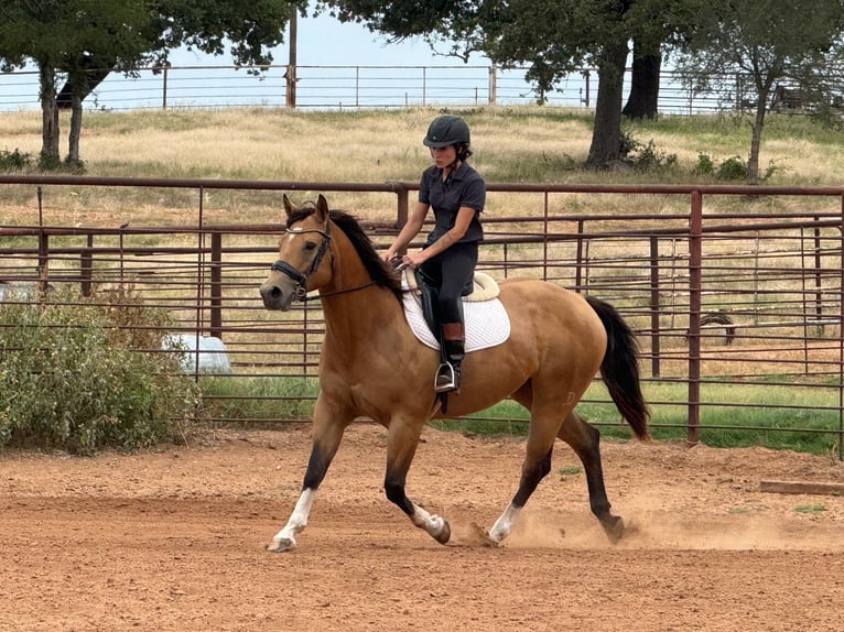 American Quarter Horse Mare 9 years 15 hh Buckskin in Weatherford
