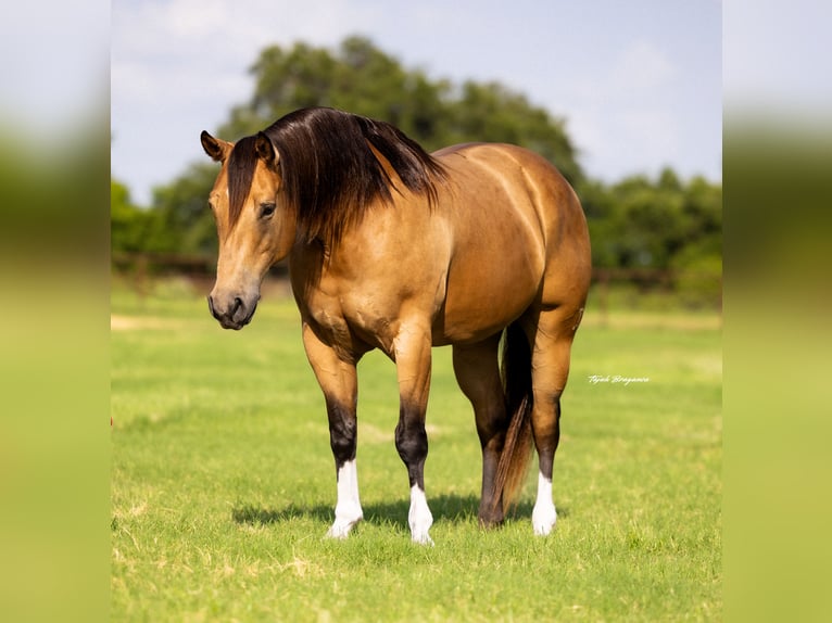 American Quarter Horse Mare 9 years 15 hh Buckskin in Weatherford