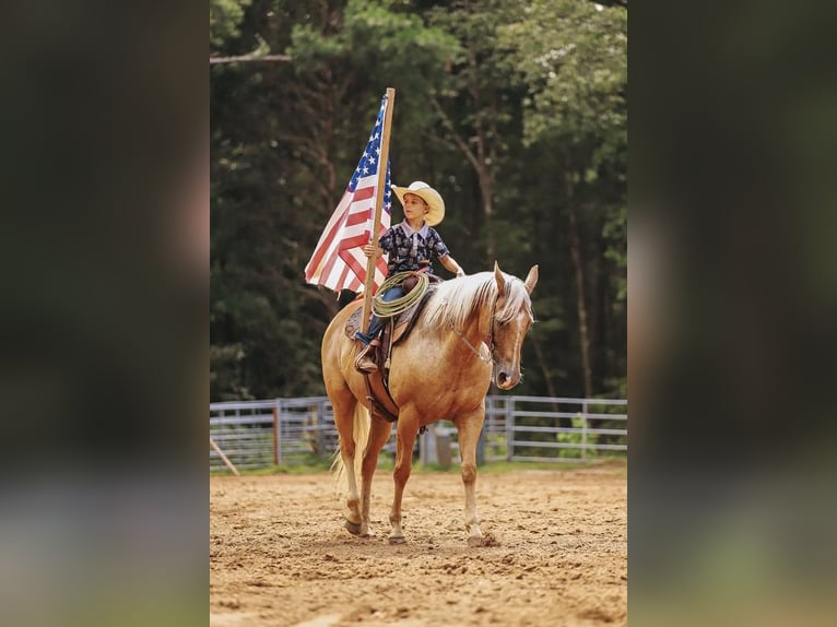 American Quarter Horse Mare 9 years 15 hh Palomino in Lyles, TN