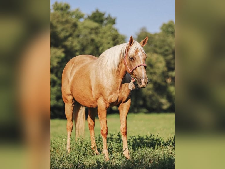 American Quarter Horse Mare 9 years 15 hh Palomino in Lyles, TN