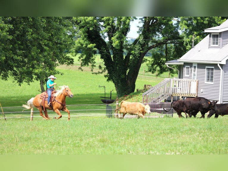 American Quarter Horse Mare 9 years 15 hh Palomino in Clarion, PA