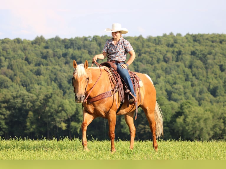 American Quarter Horse Mare 9 years 15 hh Palomino in Clarion, PA