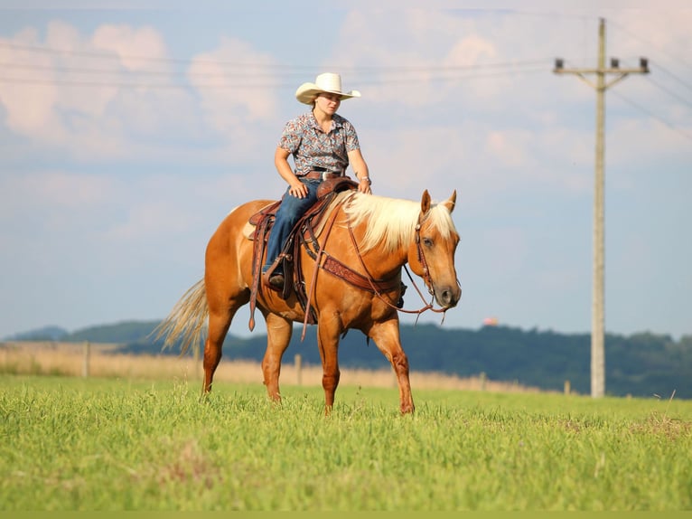 American Quarter Horse Mare 9 years 15 hh Palomino in Clarion, PA
