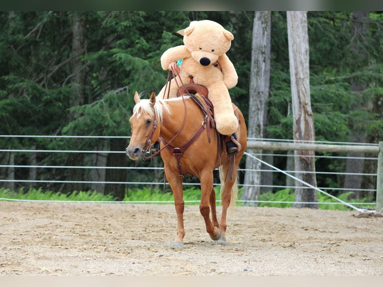 American Quarter Horse Mare 9 years 15 hh Palomino in Clarion, PA