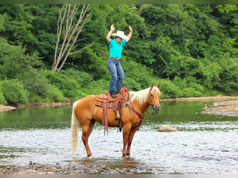 American Quarter Horse Mare 9 years 15 hh Palomino in Clarion, PA