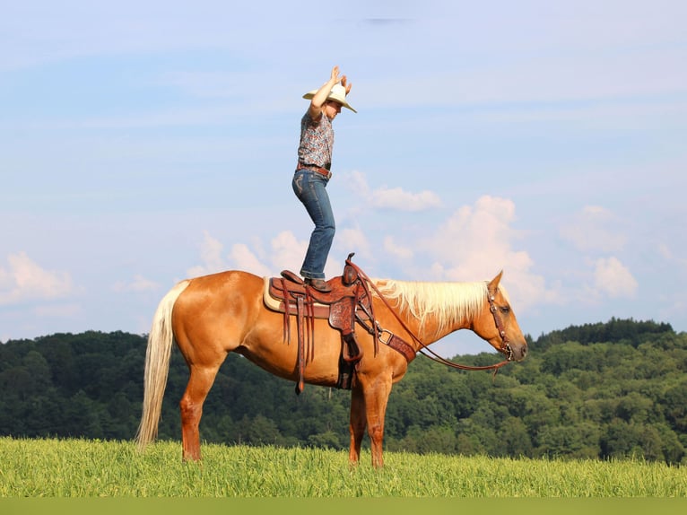 American Quarter Horse Mare 9 years 15 hh Palomino in Clarion, PA