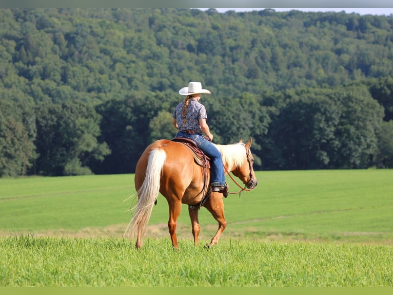 American Quarter Horse Mare 9 years 15 hh Palomino in Clarion, PA