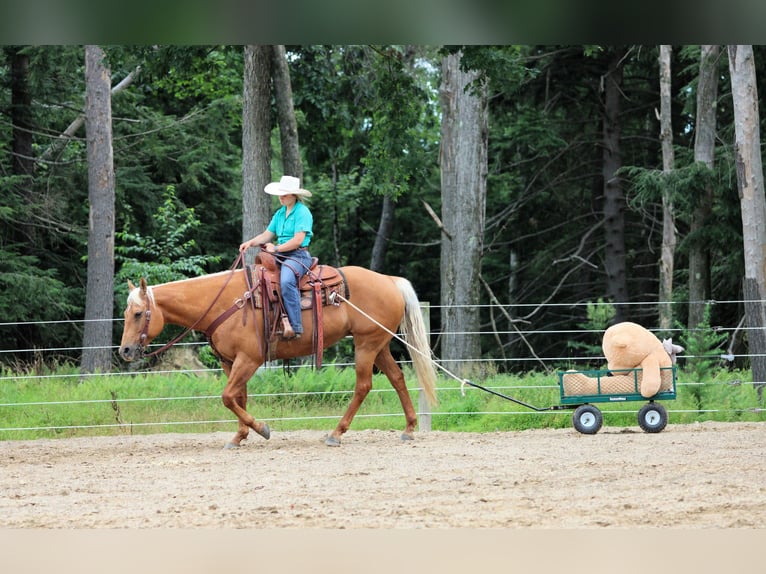 American Quarter Horse Mare 9 years 15 hh Palomino in Clarion, PA
