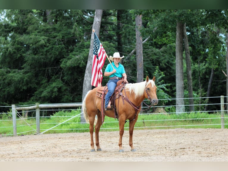 American Quarter Horse Mare 9 years 15 hh Palomino in Clarion, PA