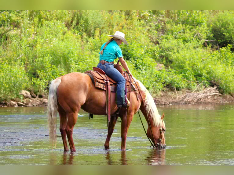 American Quarter Horse Mare 9 years 15 hh Palomino in Clarion, PA