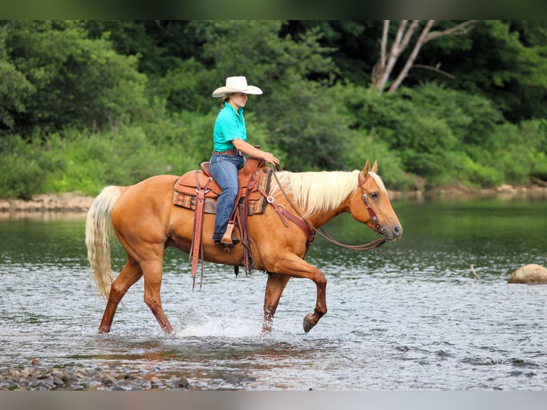 American Quarter Horse Mare 9 years 15 hh Palomino in Clarion, PA