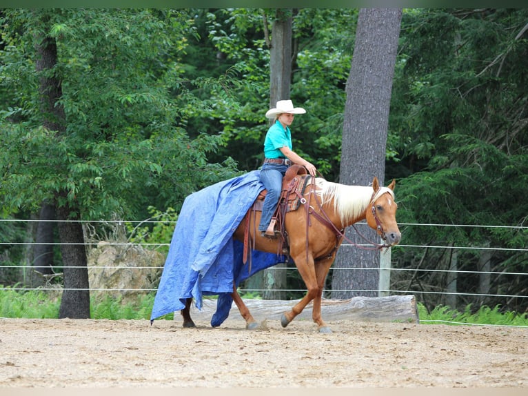 American Quarter Horse Mare 9 years 15 hh Palomino in Clarion, PA