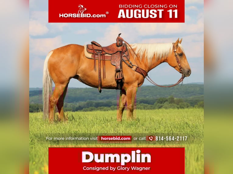 American Quarter Horse Mare 9 years 15 hh Palomino in Clarion, PA