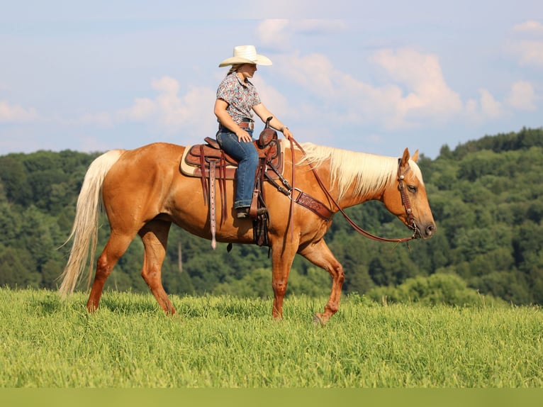 American Quarter Horse Mare 9 years 15 hh Palomino in Clarion, PA