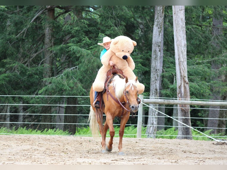 American Quarter Horse Mare 9 years 15 hh Palomino in Clarion, PA