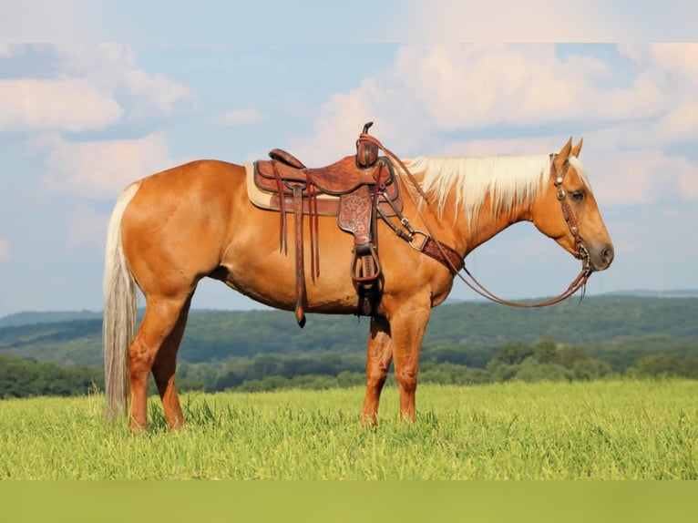 American Quarter Horse Mare 9 years 15 hh Palomino in Clarion, PA