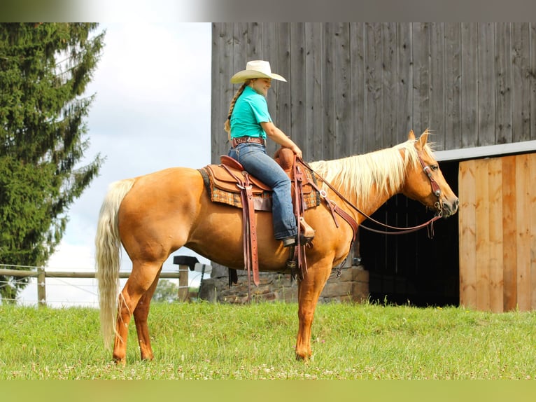 American Quarter Horse Mare 9 years 15 hh Palomino in Clarion, PA