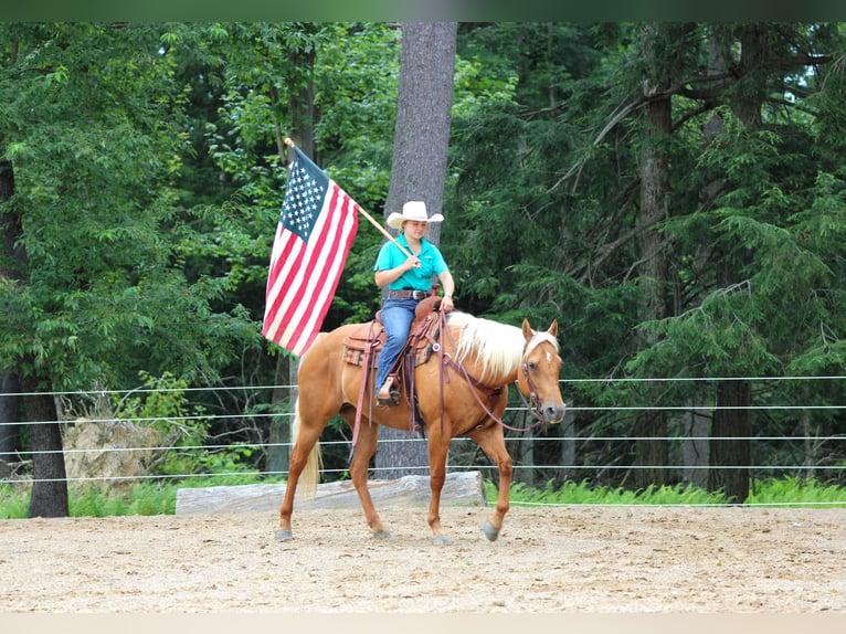 American Quarter Horse Mare 9 years 15 hh Palomino in Clarion, PA